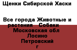 Щенки Сибирской Хаски - Все города Животные и растения » Собаки   . Московская обл.,Лосино-Петровский г.